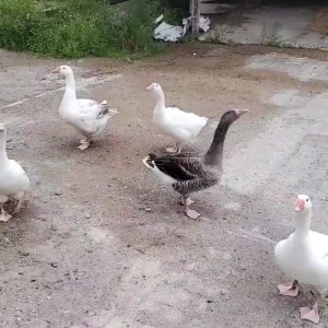 Video by draconblue published on July 1,2023 05:11:00 - BestThots