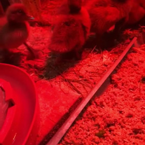 Video by draconblue published on July 30,2023 08:20:00 - BestThots