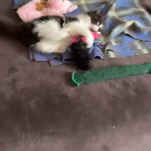 Video by draconblue published on June 7,2023 03:39:00 - BestThots