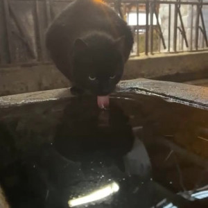 Video by draconblue published on June 17,2023 12:06:00 - BestThots