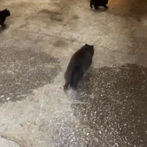 Video by draconblue published on August 6,2023 04:47:00 - BestThots