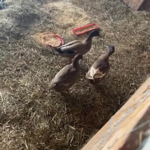 Video by draconblue published on July 11,2023 07:21:00 - BestThots