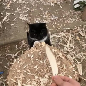 Video by draconblue published on August 2,2023 02:00:00 - BestThots