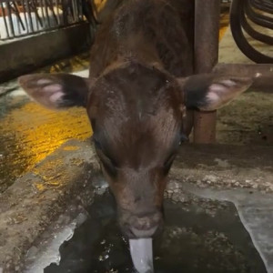 Video by draconblue published on August 14,2023 02:43:00 - BestThots