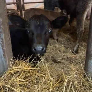 Video by draconblue published on August 9,2023 20:20:00 - BestThots