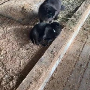 Video by draconblue published on March 11,2023 07:58:00 - BestThots