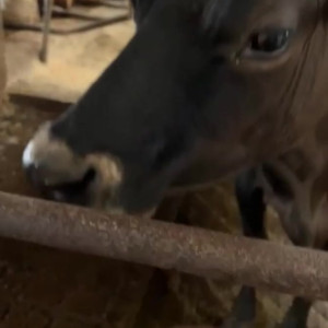 Video by draconblue published on April 16,2023 13:26:00 - BestThots