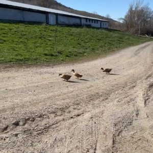 Video by draconblue published on July 31,2023 04:57:00 - BestThots