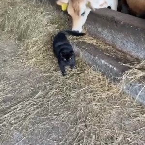 Video by draconblue published on August 1,2023 23:01:00 - BestThots