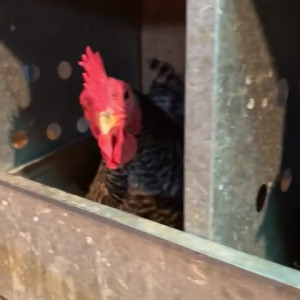 Video by draconblue published on March 16,2023 02:55:00 - BestThots