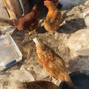 Video by draconblue published on July 2,2023 11:48:00 - BestThots