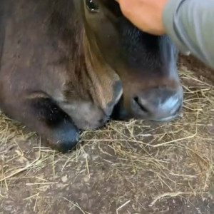 Video by draconblue published on June 20,2023 04:25:00 - BestThots