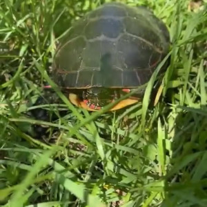 Video by draconblue published on April 25,2023 04:19:00 - BestThots