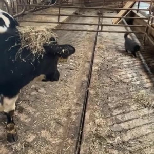 Video by draconblue published on July 26,2023 04:43:00 - BestThots