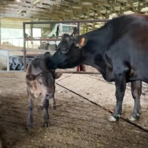 Video by draconblue published on June 18,2023 13:19:00 - BestThots