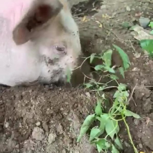 Video by draconblue published on July 26,2023 16:49:00 - BestThots