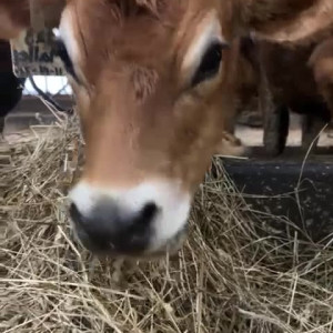 Video by draconblue published on June 18,2023 13:46:00 - BestThots