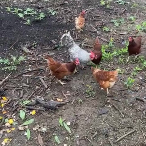 Video by draconblue published on June 16,2023 17:45:00 - BestThots