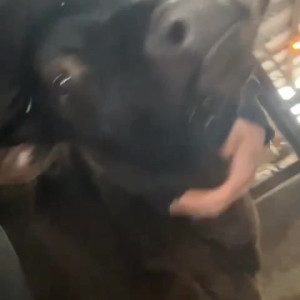 Video by draconblue published on June 22,2023 01:42:00 - BestThots