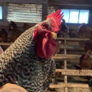 Video by draconblue published on July 27,2023 05:20:00 - BestThots