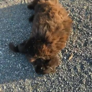 Video by draconblue published on June 26,2023 02:54:00 - BestThots