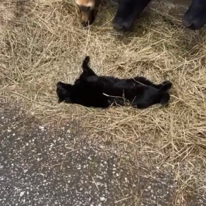 Video by draconblue published on June 14,2023 17:36:00 - BestThots