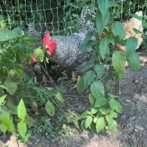 Video by draconblue published on August 3,2023 09:34:00 - BestThots