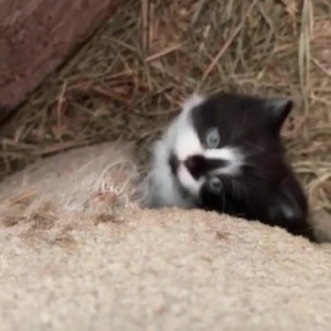 Video by draconblue published on June 19,2023 13:07:00 - BestThots