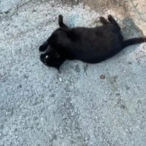 Video by draconblue published on July 20,2023 21:36:00 - BestThots