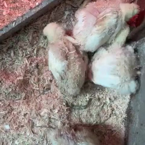 Video by draconblue published on July 21,2023 04:26:00 - BestThots