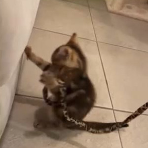 jadelynmusic #5277265