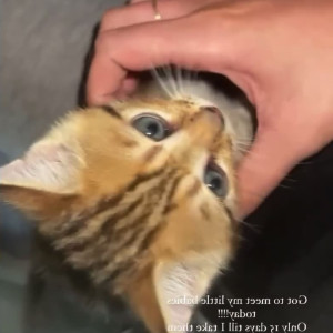 jadelynmusic #5408540