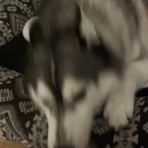 Video by hellomeimei published on August 4,2023 16:00:00 - BestThots