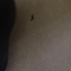 Video by scarletbunnyy published on June 22,2023 23:23:00 - BestThots