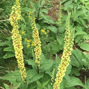 Video by majikmilk published on April 28,2023 14:50:00 - BestThots