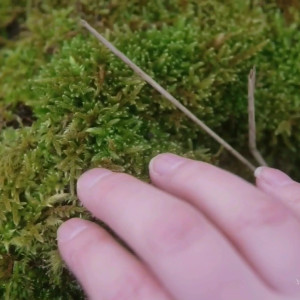 Video by majikmilk published on March 11,2023 17:19:00 - BestThots