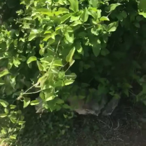 Video by venuslux published on April 16,2023 08:46:00 - BestThots