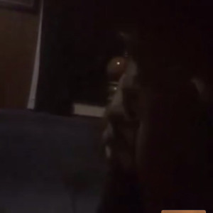 Video by laylared1 published on March 15,2023 02:25:00 - BestThots