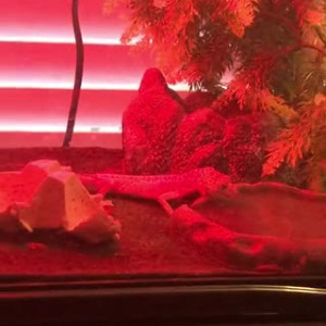 Video by eevee_bee published on August 11,2023 06:13:00 - BestThots