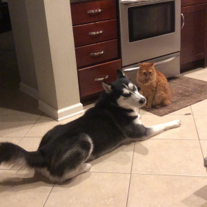 Video by eevee_bee published on August 23,2023 04:07:00 - BestThots