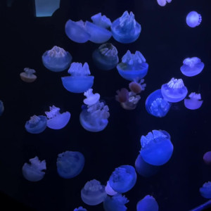 Video by eevee_bee published on August 13,2023 18:40:00 - BestThots