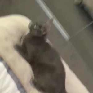 Video by maxsmall published on May 27,2023 03:16:00 - BestThots