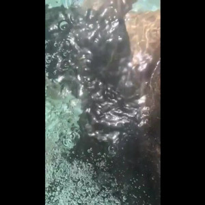 Video by gogoteddybear published on July 7,2023 02:11:00 - BestThots