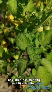 breasommers #9802198