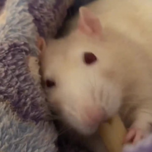 Video by gingerminniemfc published on October 26,2023 13:35:22 - BestThots