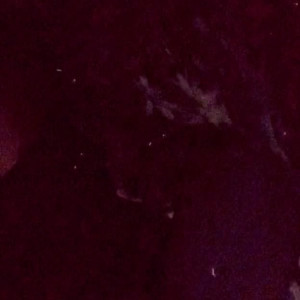 Video by alicelynn13 published on June 1,2023 08:12:00 - BestThots