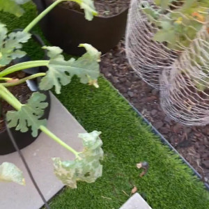 highlyfashioned #4459463