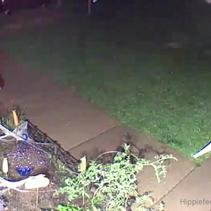 Video by hippiefeet23 published on August 16,2023 19:53:06 - BestThots