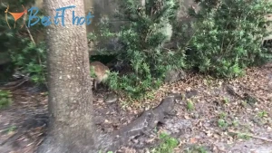 charlesdera #9798379