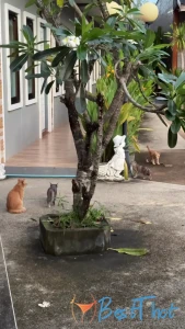 chelshackettmma #9798342